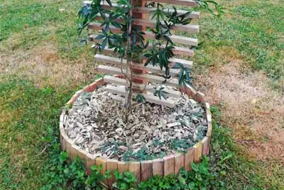 Photo miniature du support de plante grimpante