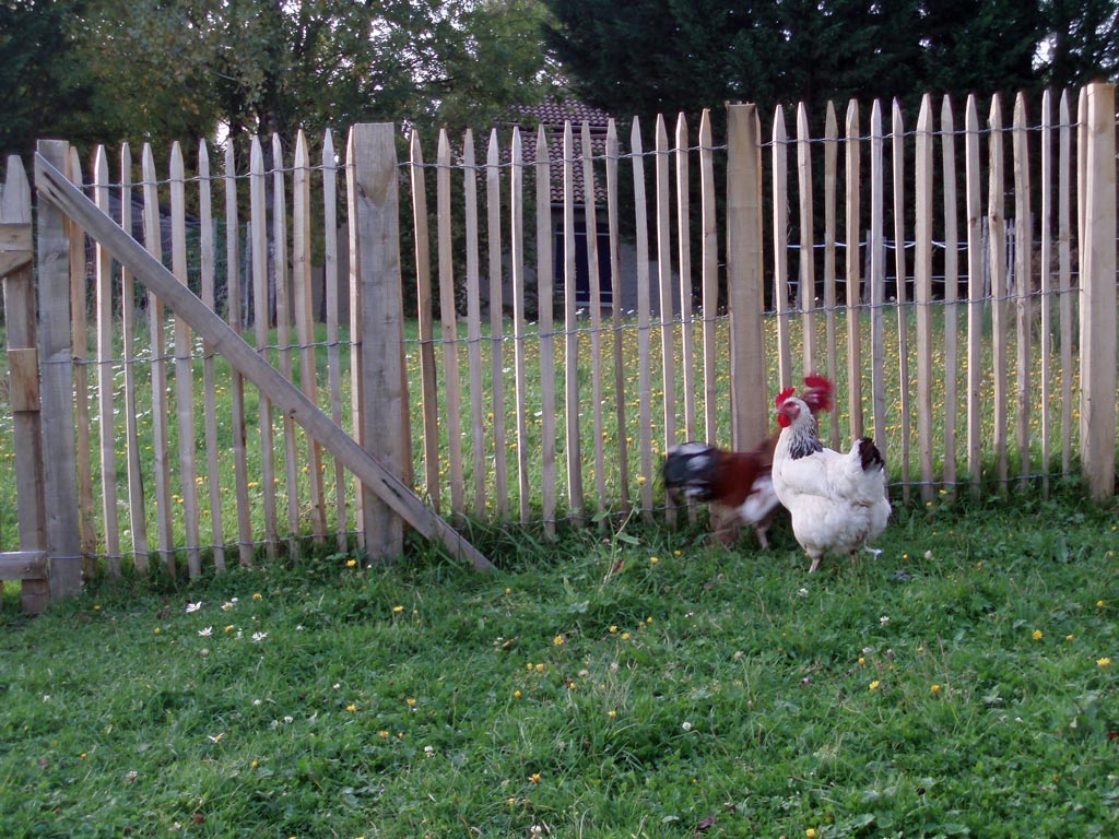 Ganivelles autourant des poules et un coq